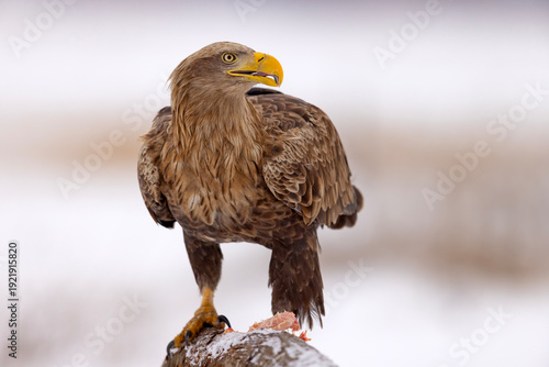 bielik (Haliaeetus albicilla)