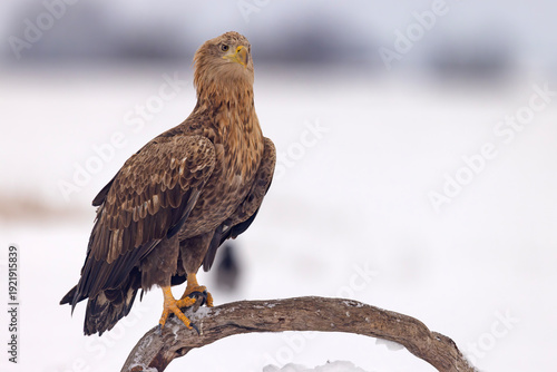 bielik (Haliaeetus albicilla)