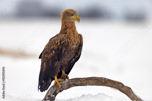 bielik (Haliaeetus albicilla)
