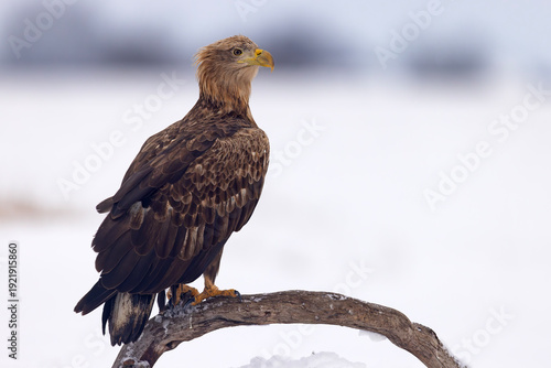 bielik (Haliaeetus albicilla)