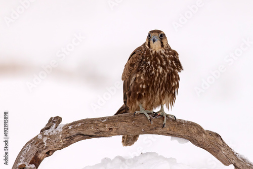 Raróg (Falco cherrug)