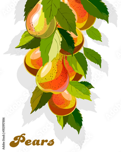 Color image of ripe pears on a branch.Vector image of a branch with pears on a transparent background with a shadow.