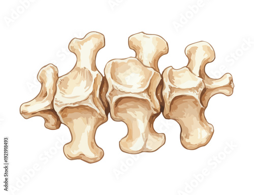 Human Spine Anatomy Medical Vector Illustration