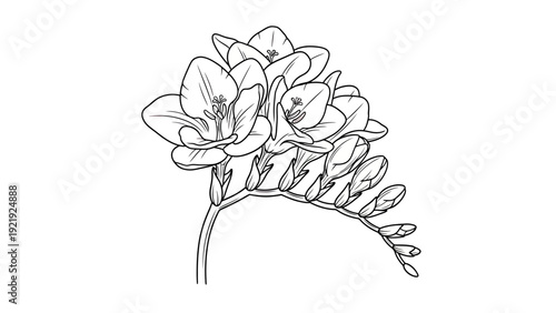 A black and white line drawing of a freesia flower stem with blooms and buds