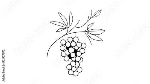 A simple black and white line drawing of a grape vine with leaves and fruit