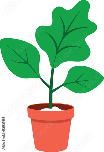 Fiddle leaf fig plant illustration in simple flower pot
