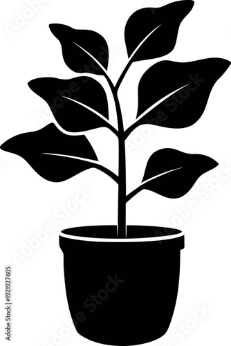 Fiddle leaf fig plant silhouette with broad leaves in pot