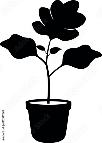 Fiddle leaf fig plant silhouette in decorative pot