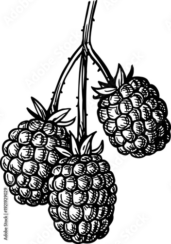 Blackberry branch. Isolated ink sketch. Hand drawn vintage engraving illustration.