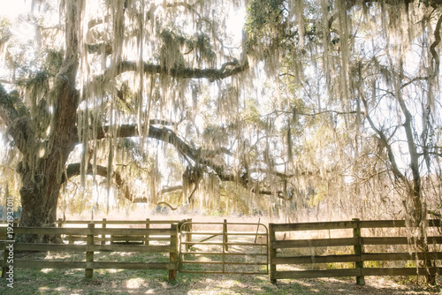 Photos Spanish Moss Oak Tree  La Chua Trail Paynes Prairie State Park, Gainesville, Flo