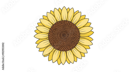 Vector illustration of a sunflower with yellow petals and brown center on a white background