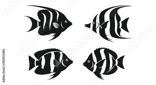 Tropical angelfish swim together, showing striped aquatic.