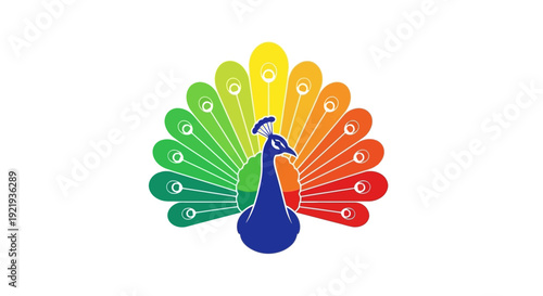 Colorful Peacock Bird Spread Plumage Display.