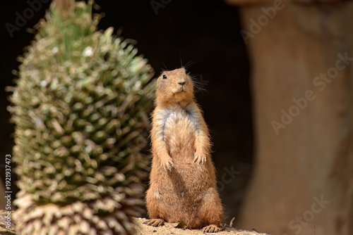 view of a prairie dog in the wild