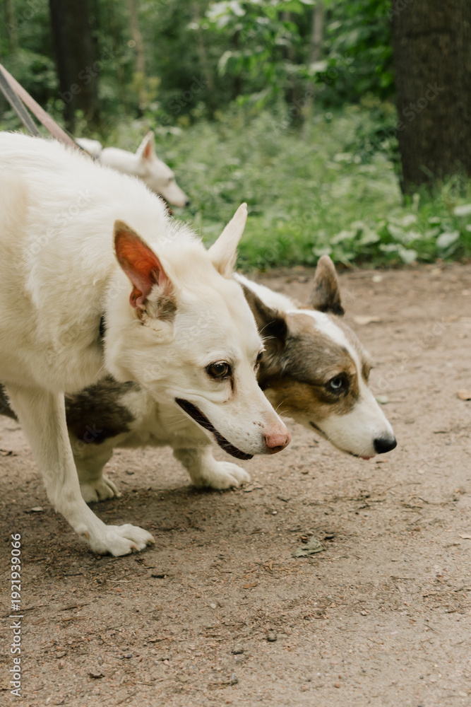 Obraz premium professional dog walker walks with pack of dogs on leashes in park or in green forest, dog handler enjoys walking with animals. training and upbringing and care of pets. dogs from the shelter.