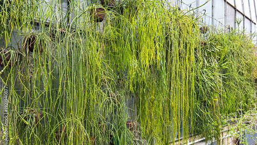 Vertical Garden With Hanging Green Plants at a Local Nursery During Daytime
