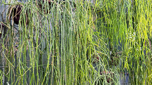 Green Plants Grow on a Fence in a Garden During Daytime in a Residential Area