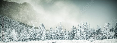 Wallpaper Mural winter landscape with snowy fir trees in the mountains Torontodigital.ca