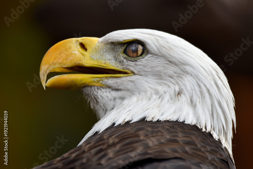 Obraz na plátně american bald eagle