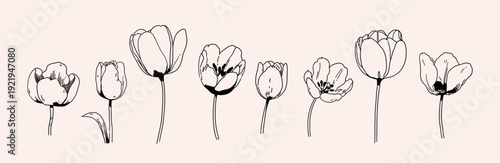 Elegant tulip flowers set in hand drawn line art style. Botanical floral illustrations isolated on a light background.