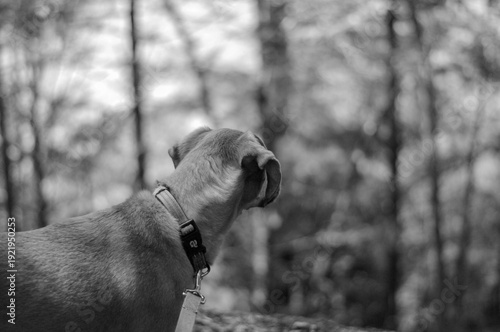 black and white dog