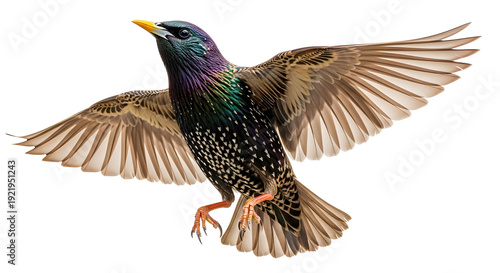 European starling bird with iridescent plumage and outstretched wings captured mid-flight, isolated on a clean white background.