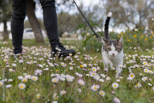 Domestic tabby and white cat (Felis catus) walking through spring wildflowers.