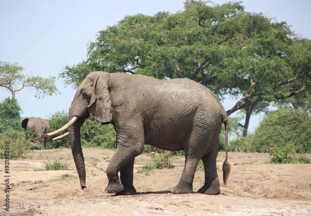 Obraz premium African Elephant (Loxodonta africana), aka African Bush Elephant, near the Kazinga Channel in the Queen Elizabeth National Park, Uganda, Africa.