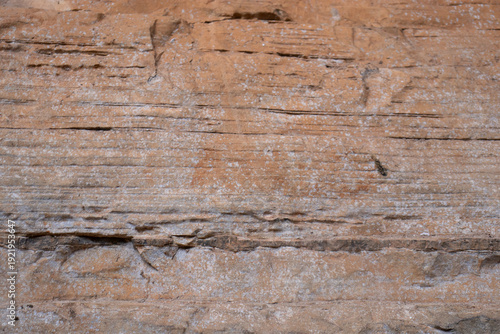 Wallpaper Mural Incredible natural texture of brown rock and little plants Torontodigital.ca