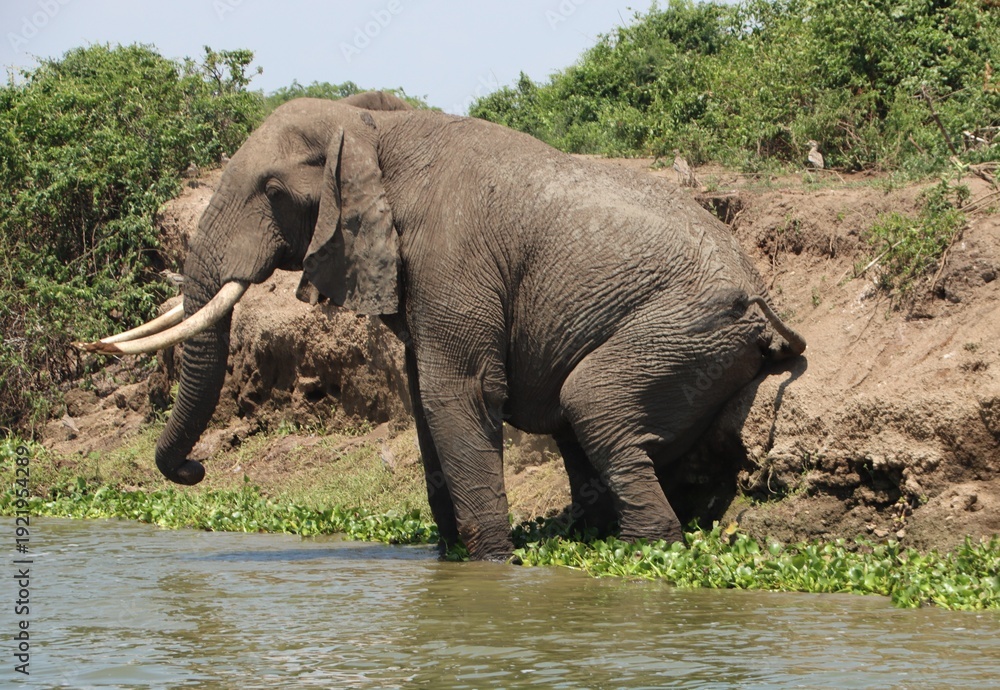 Fototapeta premium African Elephant (Loxodonta africana), aka African Bush Elephant, on the banks of the Kazinga Channel in the Queen Elizabeth National Park, Uganda, Africa.