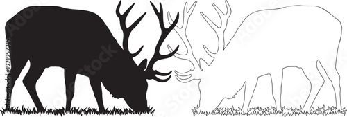 Grazing Red Deer Stag Silhouette and Outline on Grass Meadow, Black and White Vector