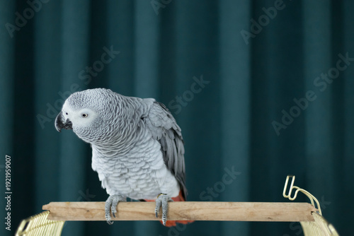 Grey parrot bowing head on wooden perch against dark curtain background under soft indoor light with large copy space, for pet care, aviculture, calm concept, animal training, education, banner.