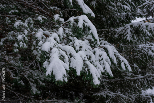 Wallpaper Mural Beautiful background of pine branches covered in snow Torontodigital.ca