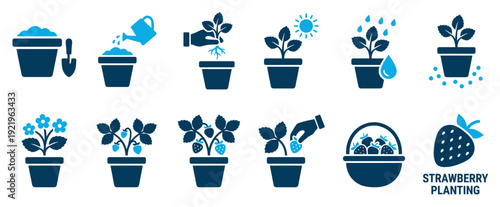 Set of blue infographic icons illustrating the complete life cycle of growing strawberries in a pot, from planting a seedling to harvesting ripe berries into a basket
