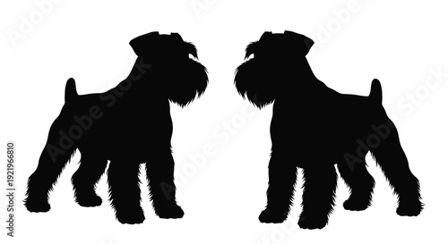 Two miniature schnauzers facing each other black profile silhouette