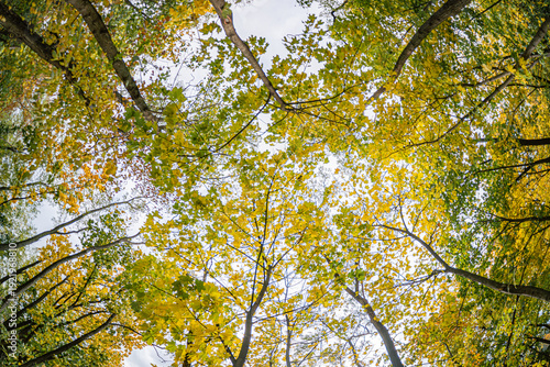 Fotografia Overcast sky visible through autumnal forest canopy, sparse undergrowth on fores