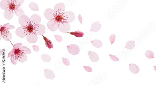 Delicate cherry blossoms falling gently from the branches, scattered petals on a serene background, capturing the beauty of nature's fleeting moments
