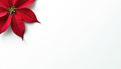 Red poinsettia flower corner on white background. Festive plant with vibrant red leaves and golden center. Simple, clean design element for holiday season greetings and winter decor.