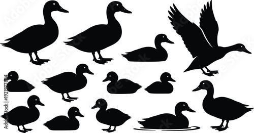 Duck silhouette collection featuring flying, swimming and standing waterfowl isolated on white background for wildlife vector illustration and design