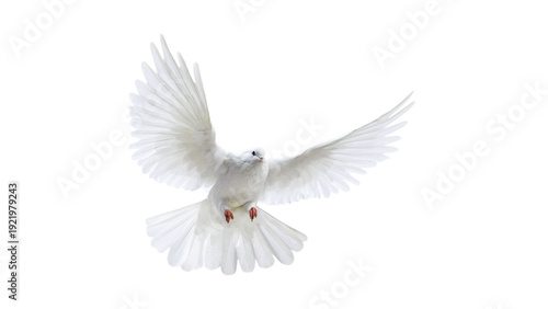 Flying White Dove Isolated on White Background