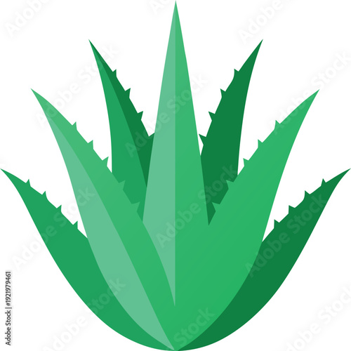 Aloe Vera Succulent Green Botanical Plant Illustration