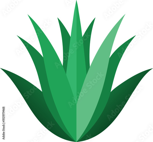 Aloe Vera Succulent Green Botanical Plant Illustration