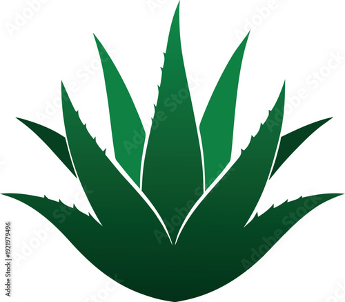 Aloe Vera Succulent Green Botanical Plant Illustration