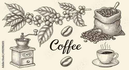 A collection of coffee elements including beans, plants, grinder, and a steaming cup on a saucer, set in a classic illustration style.