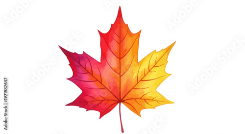 Vibrant maple leaf illustration showcasing autumn colors and natural beauty from a front viewpoint