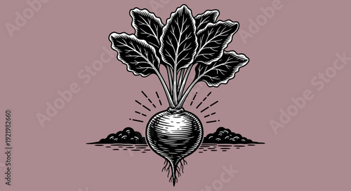Illustration of a beetroot with leaves growing out of the ground viewed from the front
