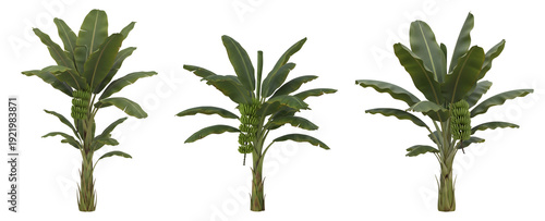Three vibrant banana trees set against a clear background