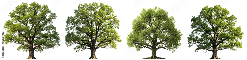 Fototapeta premium A row of four large, healthy trees with vibrant green leaves