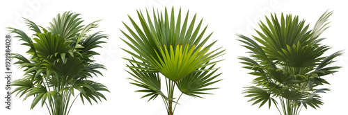 Three lush green palm trees. The trees are radiating freshness, with vibrant leaves