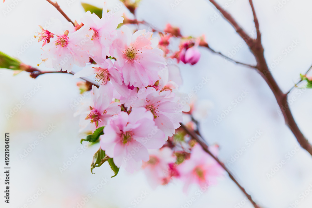 Obraz premium Spring flowering of trees on a blurred background.